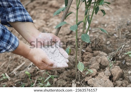 Close up gardener  hand holds ash powder to fertilize plants in garden.Concept, organic gardening. Ashes can get rid of insects, pests of plants, improve soil.                   
