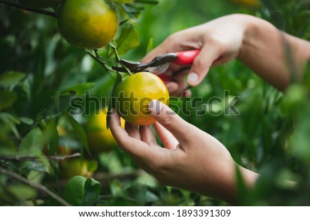 Close up of gardener hand picking an orange with scissor in the oranges field garden in the morning time.