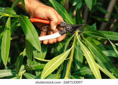 Close up of gardener is hand using pruning shears to cut plant branch in garden during seasonal maintenance, symbol of horticulture, environment,landscaping,foliage care, agriculture, growth, outdoors