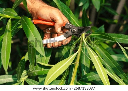 Close up of gardener is hand using pruning shears to cut plant branch in garden during seasonal maintenance, symbol of horticulture, environment,landscaping,foliage care, agriculture, growth, outdoors