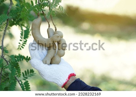 Close up gardener hand wears white glove, picking tamarind fruits in garden. Concept , seasonal fruit in Thailand. Tamarind can be eaten fresh or processed in variety menu as snack, food or drinks