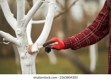 Close up of gardener in plaid shirt whitewashing tree trunk. Male in gloves brush holding, standing, taking care of plants in spring. Concept of plants growing and nature.