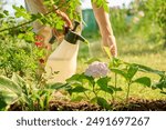 Close up gardener with sprayer caring spraying hydrangea plants in backyard garden