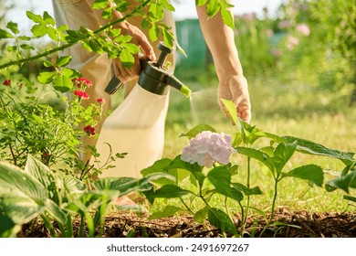 Close up gardener with sprayer caring spraying hydrangea plants in backyard garden - Powered by Shutterstock