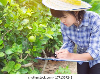 Close Up Gardener Woman Taking Notes Growing Lime For Accompanying Agricultural Articles.