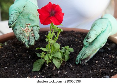 Close Up Of Gardener's Gloved Hands Fertilizing A Petunia Flower In The Garden Clay Container 