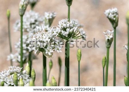 Close up of garlic chives (allium tuberosum) flowers in bloom