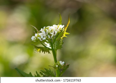 Close Up Of Garlic Mustard