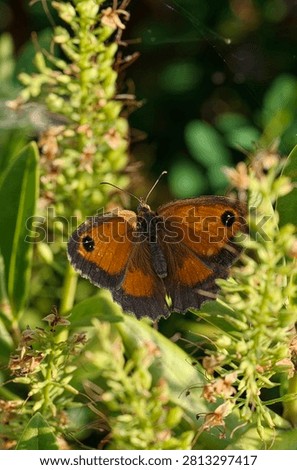 Close up of a Gatekeeper Butterfly