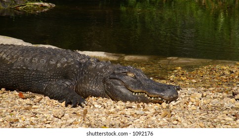 Close up of a gator