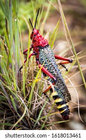 Close Up Of A Gaudy Grasshopper (Phymateus Morbillosus; Family: Pyrgomorphidae) Colored In Red And Yellow, Sitting In The Grass, Drakensberg, South Africa