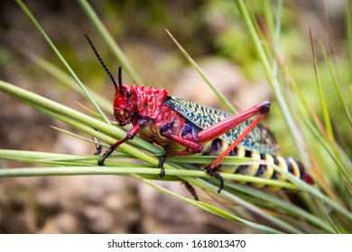 Close Up Of A Gaudy Grasshopper (Phymateus Morbillosus; Family: Pyrgomorphidae) Colored In Red And Yellow, Sitting On Some Blade Of Grasses, Drakensberg, South Africa