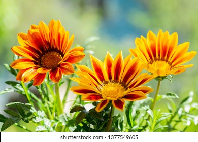 close up of gazania flower or african daisy in a garden - Powered by Shutterstock