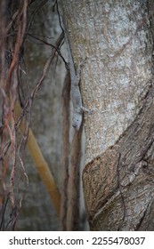 Close Up of a Gecko