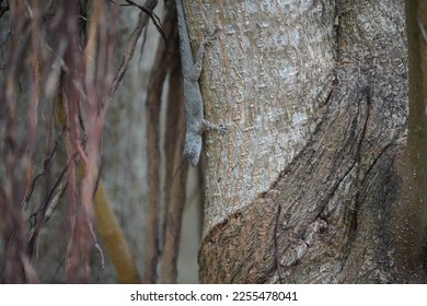 Close Up of a Gecko