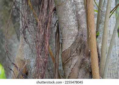Close Up of a Gecko