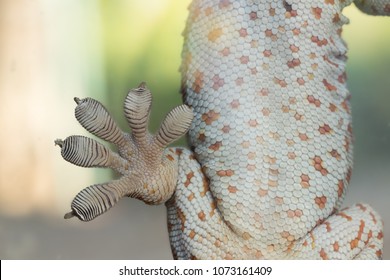 Close Up Gecko Feet, Fingers Of Gecko On Glass.