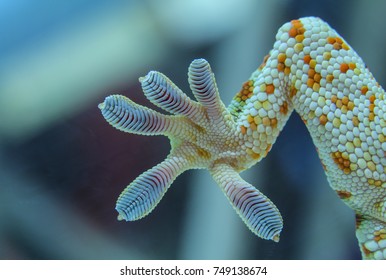 Close up Gecko leg, Fingers of Gecko on glass.
