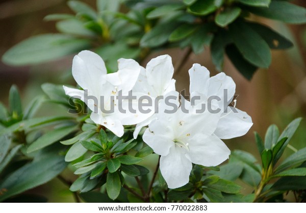 Bunga jasmine azalea