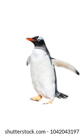 Close Up Of A Gentoo Penguin In Antarctica Isolated On The White Background