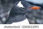 Close up of a gentoo penguin (Pygoscelis papua) at Brown Bluff, Antarctica