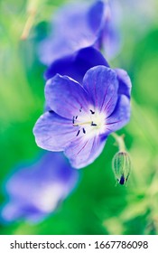 Close up of geranium brookside (cranesbill)