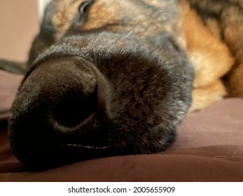 Close Up Of German Shepherd Sleeping