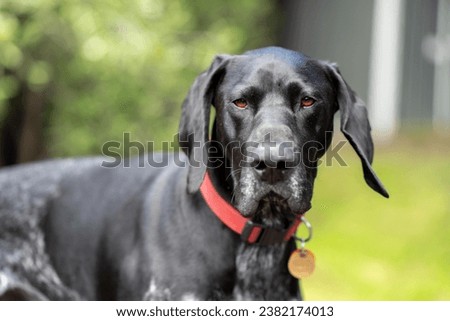 close up of a german shorthaired pointer pedigree purebred looking at the camera. gsp puppy dog in australia