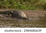 Close up of a giant crocodile sliding in the river water and mud, and splashing; Saltwater crocodile (Crocodylus porosus) from Nilwala River Sri Lanka	