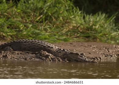 Close up of a giant crocodile sliding in the river water and mud, and splashing; Saltwater crocodile (Crocodylus porosus) from Nilwala River Sri Lanka	 - Powered by Shutterstock