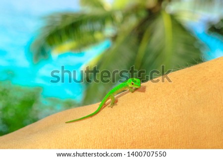 Close up of Giant Day Gecko, species Phelsuma sundbergi, also called La Digue day gecko on a woman's tourist arm. A cute green lizard, wildlife of La Digue. Palm trees and sea on blurred background.