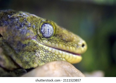  Close Up Of Giant Gecko Face                             