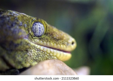  Close Up Of Giant Gecko Face                             