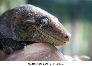  Close Up Of Giant Gecko Face                             