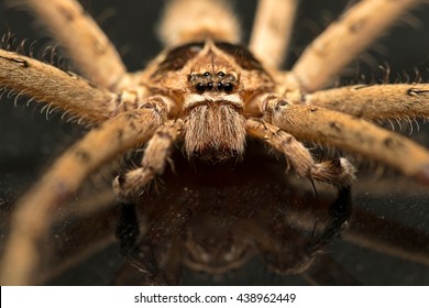 Close Giant Hairy House Spider Tegenaria Stock Photo 438962449 ...