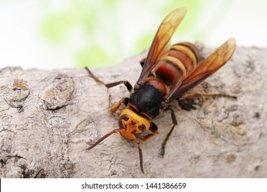 Close up of giant hornet on a tree surface