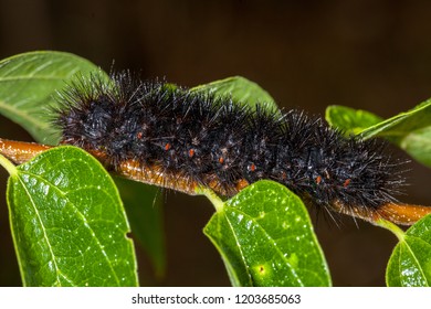 72 Giant tiger moth Images, Stock Photos & Vectors | Shutterstock