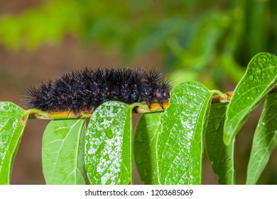 72 Giant tiger moth Images, Stock Photos & Vectors | Shutterstock