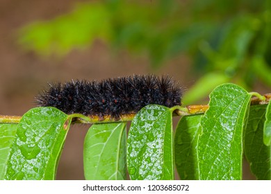 72 Giant tiger moth Images, Stock Photos & Vectors | Shutterstock