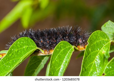 72 Giant tiger moth Images, Stock Photos & Vectors | Shutterstock