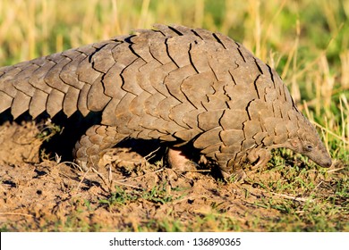 Close up of a Giant Pangolin, Masai Mara, Kenya