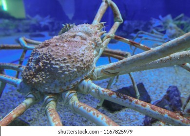 a Close up of Giant spider crab in aquarium