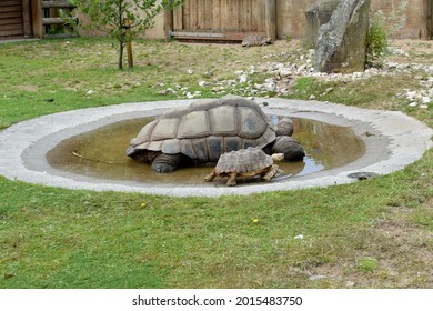 819 Mother and baby turtle Images, Stock Photos & Vectors | Shutterstock