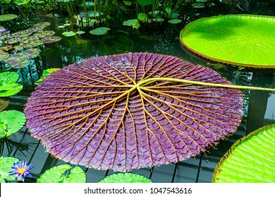 Close up of giant upside down purple lily pad - Powered by Shutterstock