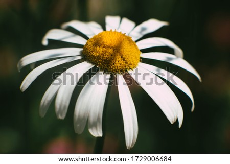 Close up of a Giant white daisy with bright yellow pollen filled centre and specks of shadow on the petals, set against a dark green outof focus background on a hot spring day 2020. 
