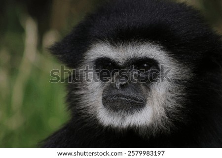 Close up of a gibbon