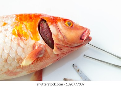 Close up gill infected of Koi fish, diseases infected
