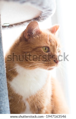 Close up of a ginger cat