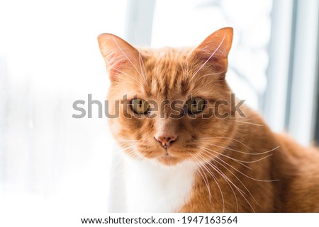 Close up of a ginger cat