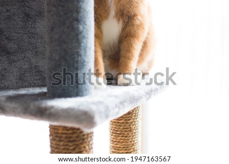 Close up of a ginger cat